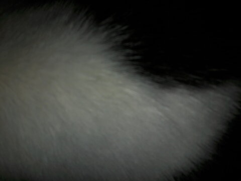Cat Fur At Night
