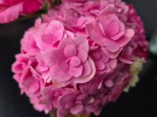 Obraz premium Pink Hydrangea Bloom on Dark Background