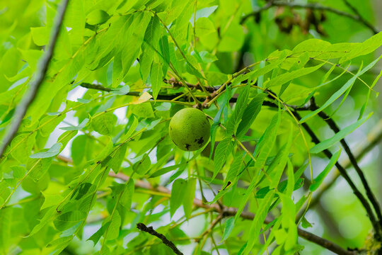  Eastern Black Walnut (Juglans nigra) fruit The green, spherical husk is thick and will turn yellow then black as it decomposes