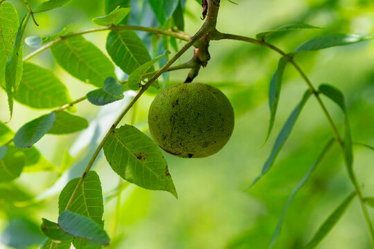  Eastern Black Walnut (Juglans nigra) fruit The green, spherical husk is thick and will turn yellow then black as it decomposes