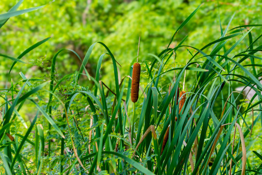 Cattails, specifically resembling Typha latifolia (broadleaf cattail) or a similar Typha species, which are known for their distinct cylindrical brown flower spikes.