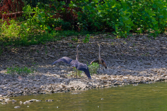 A series of photographs of two great blue herons having a territorial fight on the river bank