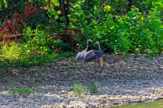 A series of photographs of two great blue herons having a territorial fight on the river bank