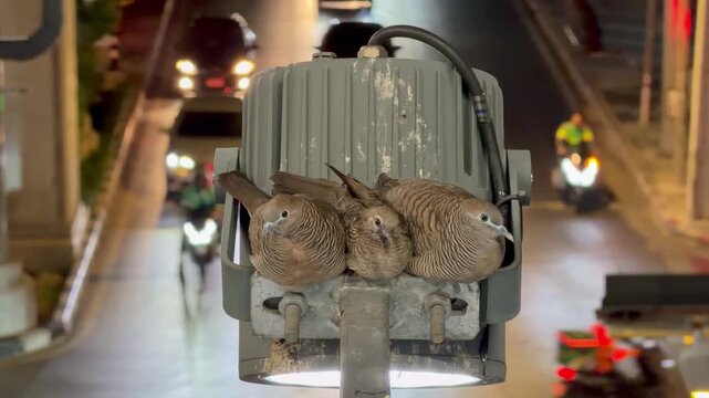 BANGKOK, THAILAND - APRIL 2026 : Close-up shot of a zebra dove bird at the street. Concept of tropical wildlife, Asian fauna and exotic nature documentary.