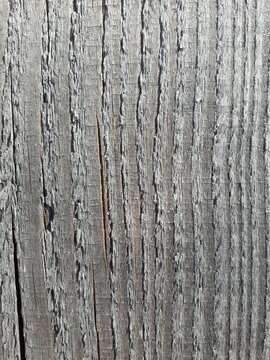 tree bark texture
