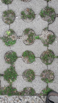 stone path in the garden