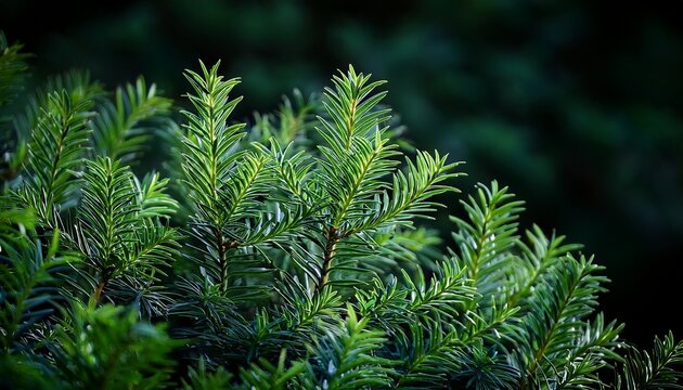 close up of lush green anglojap yew taxus media hillii evergreen shrub with dense small branches on dark background showcasing selective focus