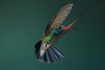 Fototapeta premium Broad-billed Hummingbird in flight