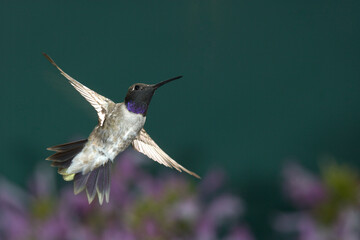 Naklejka premium Black-chinned Hummingbird in flight