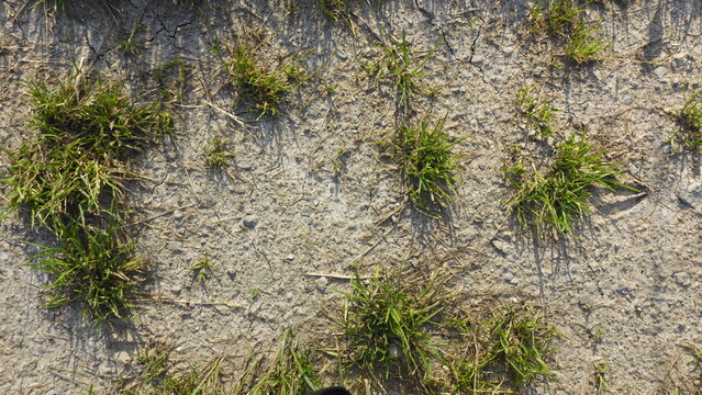 green moss on the stone