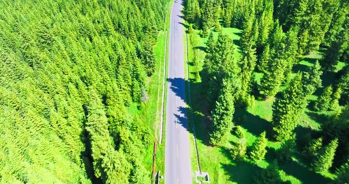 Drone view of a narrow paved road cutting through dense evergreen forest, with lush green vegetation, sunlight, and rural access infrastructure.
