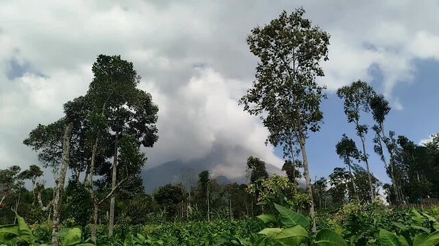 Mount Merbabu in central java view. cool mountain landscape scenery with windy trees. mountain nature background