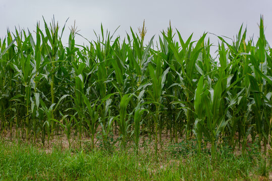 Young green corn plants growing in a field on a farm