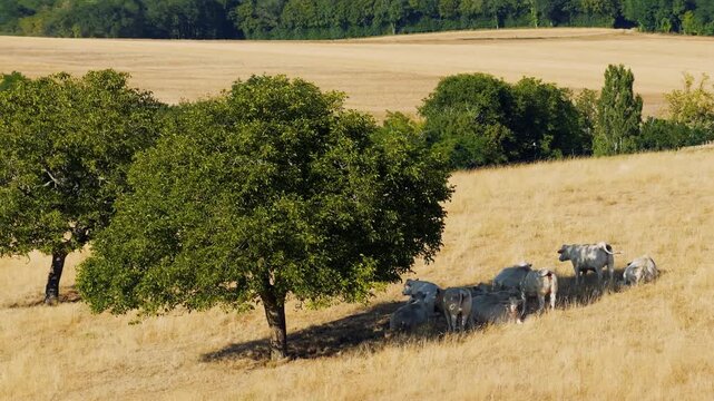 A herd of white Charolais cows rests and grazes under the shade of a tree on a dry, golden hillside in the countryside near Cuncy-les-Varzy, Burgundy, France.