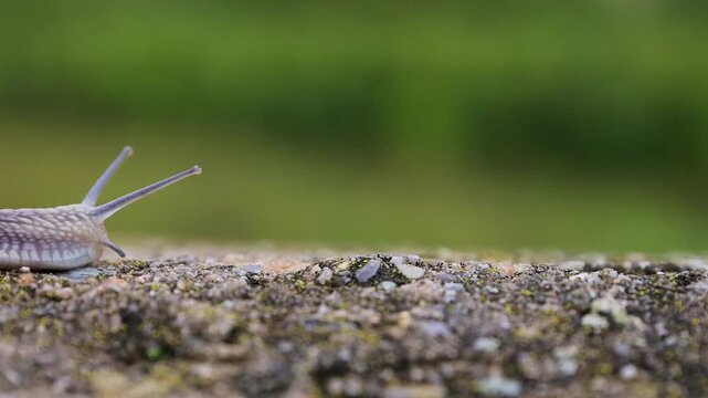 Close-up of a Roman snail, Helix pomatia, entering the scene from the left and slowly crawling toward the middle of a wet stone ledge during rainfall.

