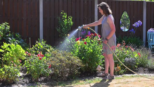 Watering the Dahlias in August.