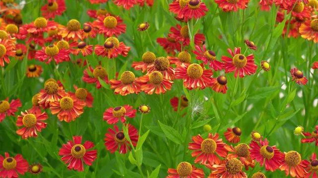 Vibrant red and orange helenium flowers blooming in autumn garden. Beautiful sneezeweed bush with green leaves on blurred backdrop. Late summer botanical flora, landscaping and ecology concept.