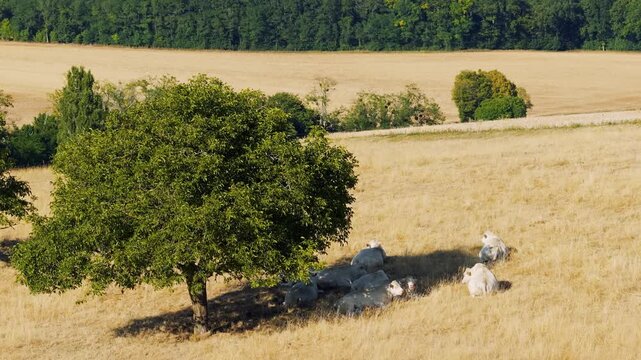A group of white Charolais cows rests and grazes under the shade of a large tree on a dry, golden pasture in Cuncy-les-Varzy, Burgundy, France.