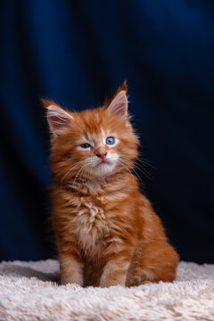 Cute fluffy ginger maine coon kitten with one blue eye open sitting on soft beige blanket against dark blue background in studio light for animal themes