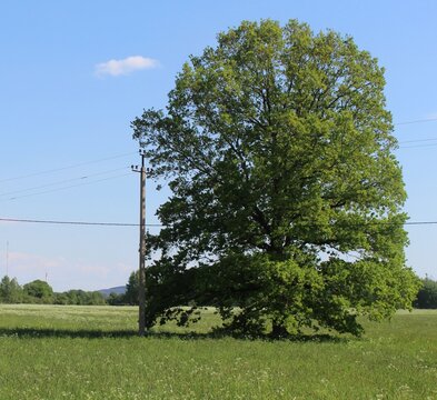 Majestic Green Tree and Wooden Utility Pole Landscape in Sunny Summer Field