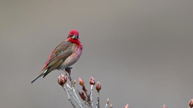 Common rosefinch singing on a flower in cold weather