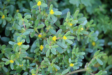 Fototapeta premium In the soil, like a weed grows common purslane (Portulaca oleracea)
