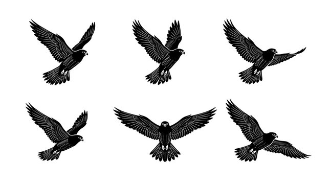 Six flying eagles in mid-air against white background for wildlife design projects