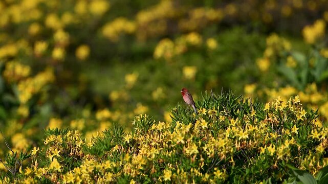 Red common rosefinch singing against a yellow and green background
