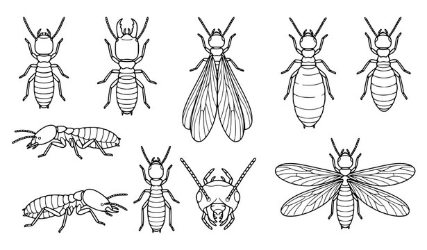 Set of termite insect illustrations showing different castes including workers soldiers and winged reproductive termites in line art