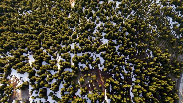 Top-down drone video view moving towards green trees in snowy mountains