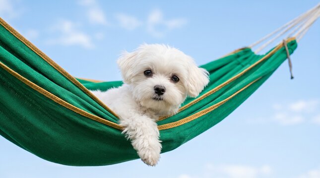 A small fluffy white dog relaxing in a green hammock against a clear blue sky. The dog has a sweet expression and its paw is resting on the edge of the hammock