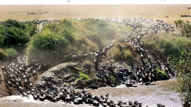 Wildebeest migration crossing river in African savanna. Massive herd of gnu animals swimming through water. Wildlife safari documentary scene.