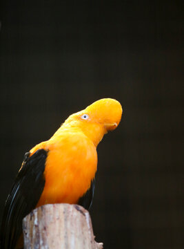 yellow macaw