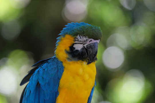 Portrait of a blue parrot at zoo, France