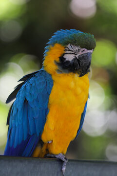 Portrait of a blue parrot at zoo, France