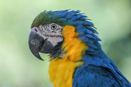 Portrait of a blue parrot at zoo, France