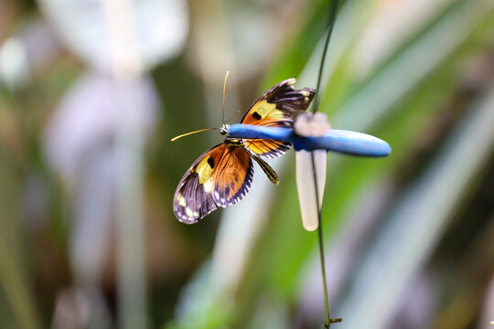 Butterfly at zoo, France