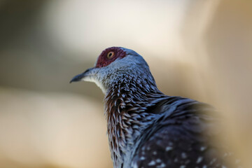 close up of a pigeon © Sarah