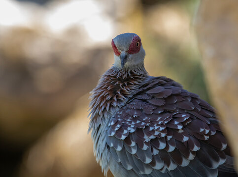 close up of a bird