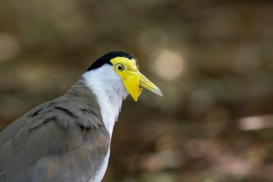 Close up of a masked lapwing
