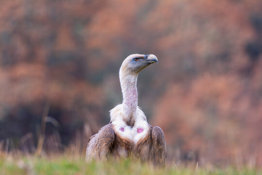 Griffon vulture in the meadow of Leon.