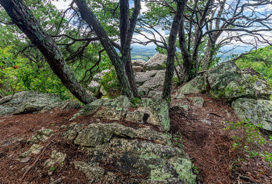 Grove of trees among rocks along a trail near Skyline Drive in Shenandoah National Park in Virginia