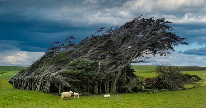 Windblown trees in sheep pasture on South Island in New Zealand