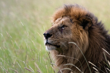 African Lion © Souranil