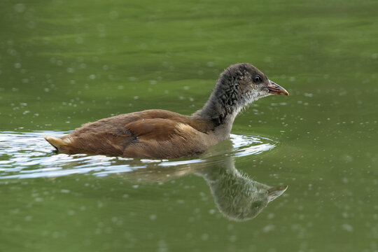 A young Eurasian Coot Fulica atra glides peacefully over a calm green lake. The clear water reflection and smooth background offer excellent natural copy space for wetland conservation layouts.