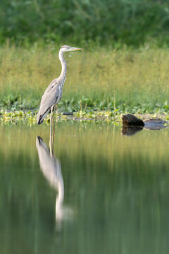 A grey heron, Ardea cinerea stands alert in shallow water at Milicovsky pond, a nature reserve on the edge of Prague, its reflection mirrored in the calm green wetland.
