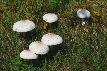 White Mushrooms in Grass Lawn  © Monica
