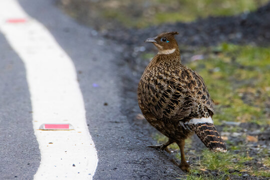 Himalayan Monal (Female)