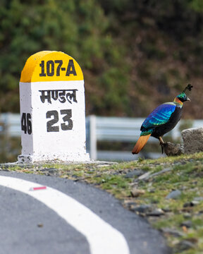 Himalayan Monal