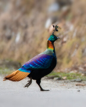 Himalayan Monal